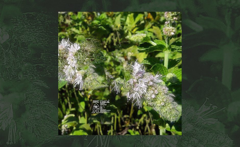 Nachtdigital Mint: Vinyl-Compilation zur letzten Ausgabe des Festivals