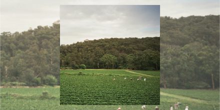 Review: Albrecht La'Brooy - Healesville [Apollo]