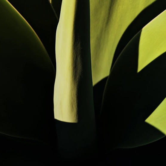 Leafar_Legov_Live_2019