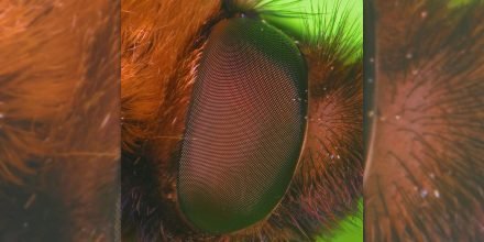 Review: nthng – Hypnotherapy [Lobster Theremin]