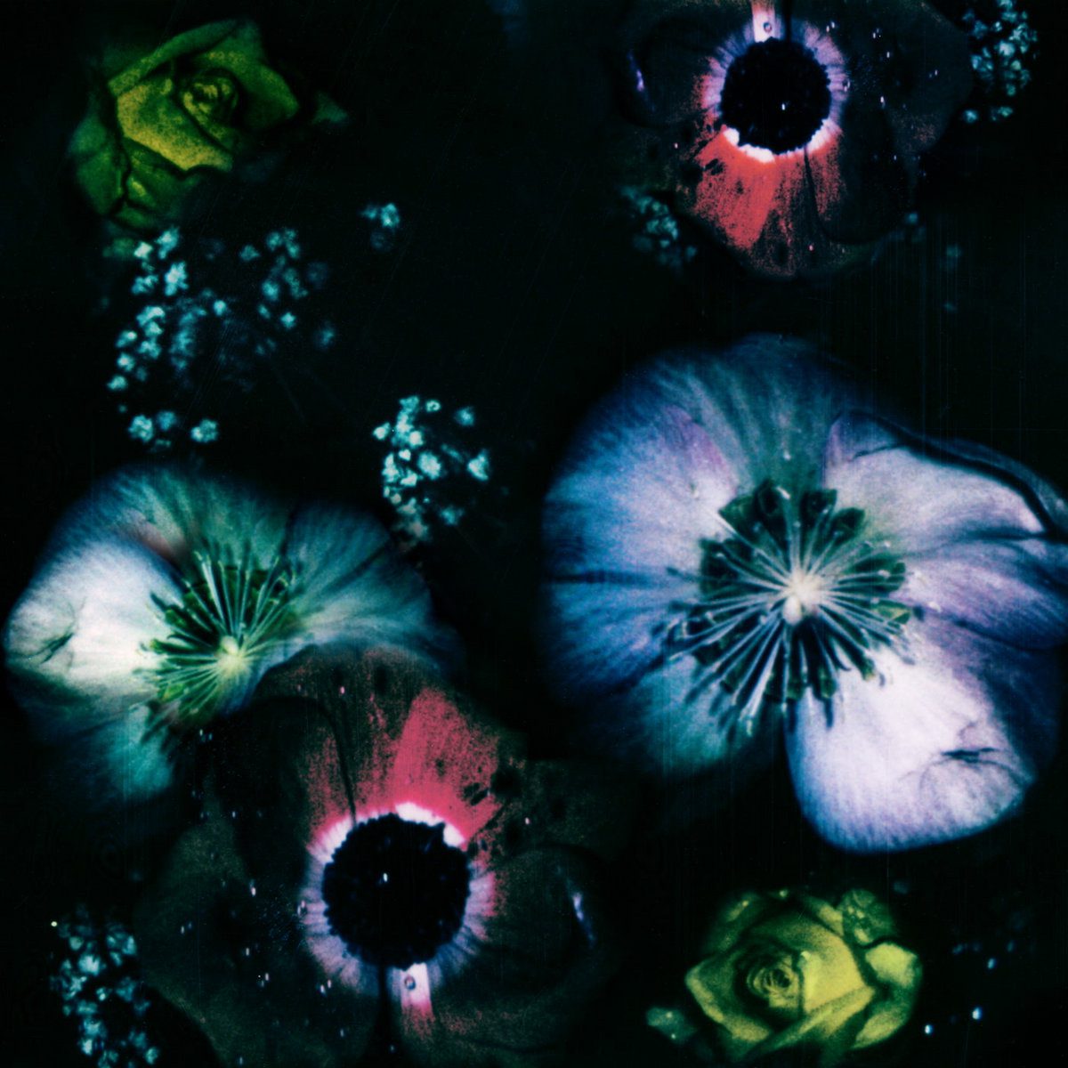 Vaal – Love Reversed