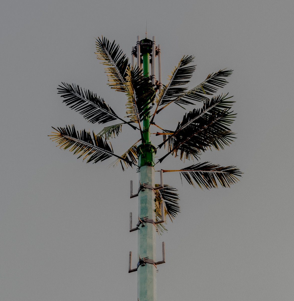 DJ Balduin – Concrete Mimosa