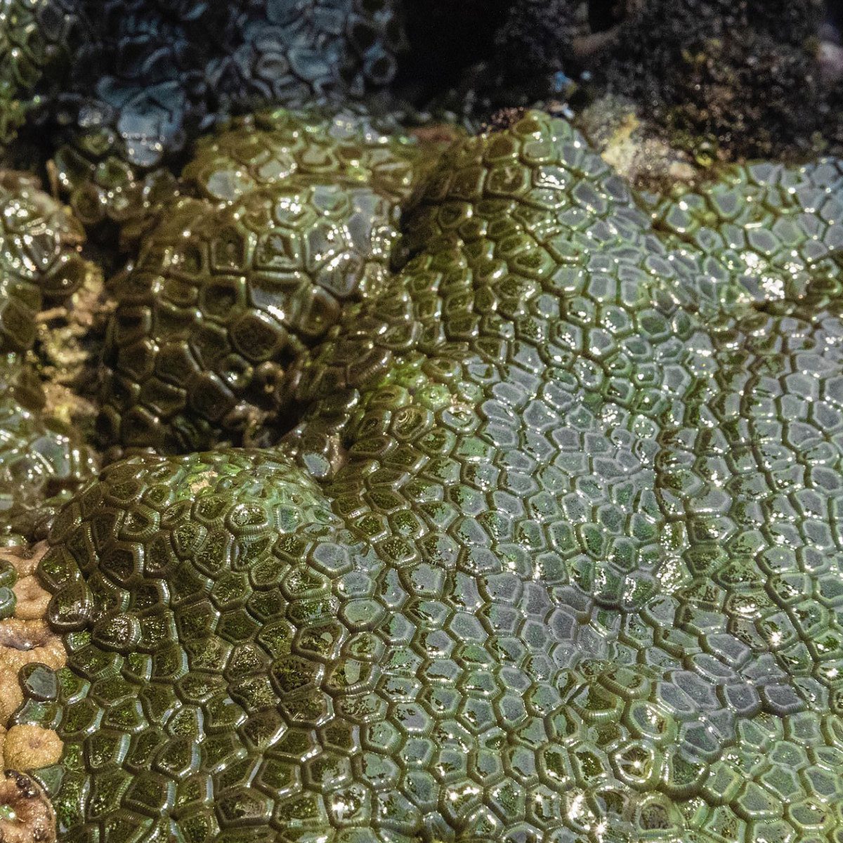 Supreems – Nachtschone