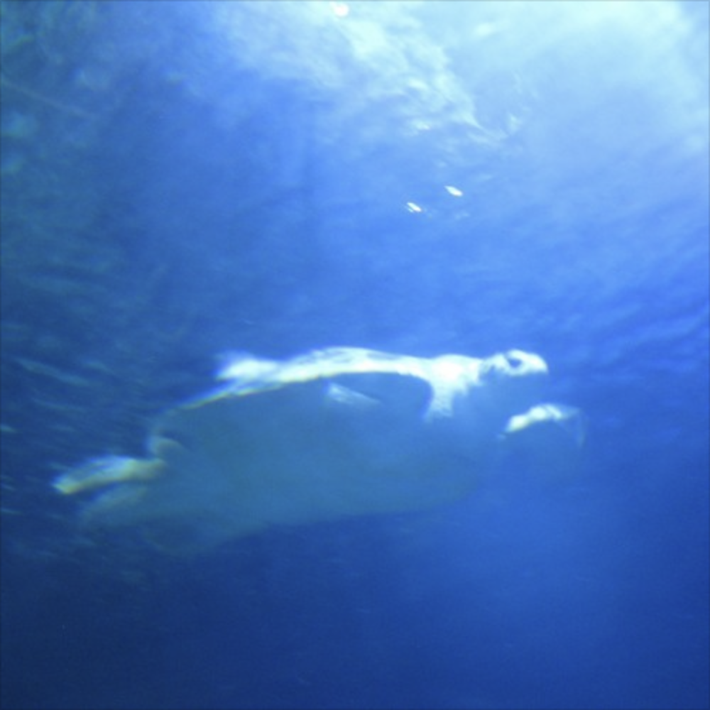 planet uterus (Traumprinz) – blue turtel