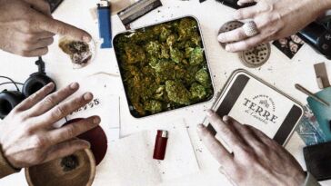 7,50 Euro pro Gramm Cannabis: Wie eine "Schöne Neue Welt" dem Schwarzmarkt in Freiberg den Kampf ansagt