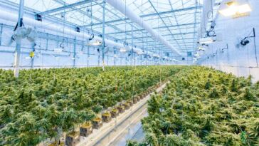 Als CBD-Firma getarnt: Polizei hebt hochprofessionelle Großplantage in Wien aus