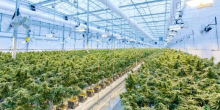 Als CBD-Firma getarnt: Polizei hebt hochprofessionelle Großplantage in Wien aus