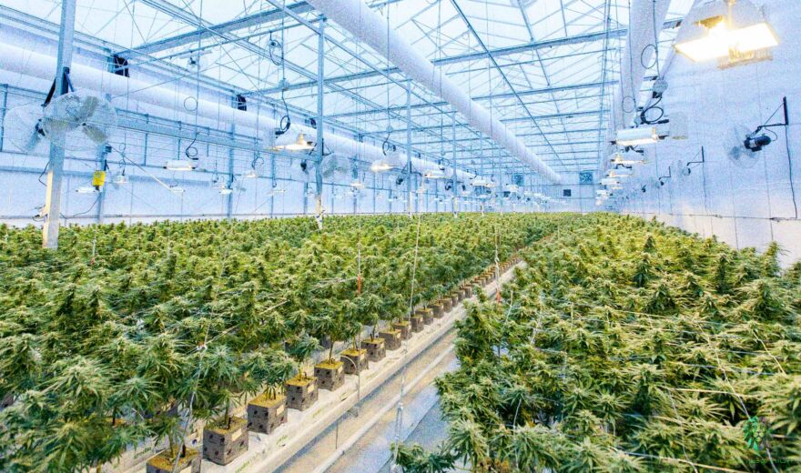 Als CBD-Firma getarnt: Polizei hebt hochprofessionelle Großplantage in Wien aus